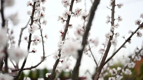 Blossoming tree branches with white flowers in spring Vídeo Stock 266325420