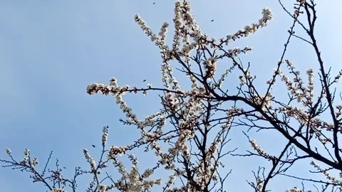 Blossoming Tree Branches with White Flowers Against Blue Sky Stock Footage 332136573