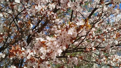 Blossoming tree branches with white flowers and young brown leaves outdoors Stock Footage 338125051