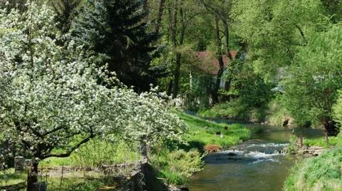 Blossoming tree by the brook Stock Photos