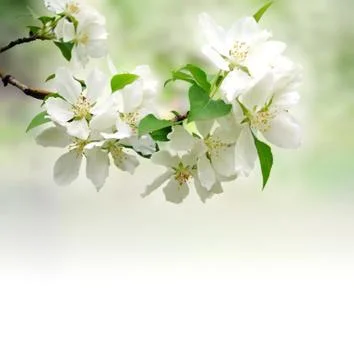Blossoming tree brunch deep bokeh Stock Photos