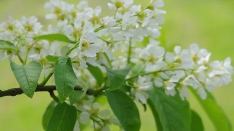 Blossoming tree brunch. Stock Footage 73446250