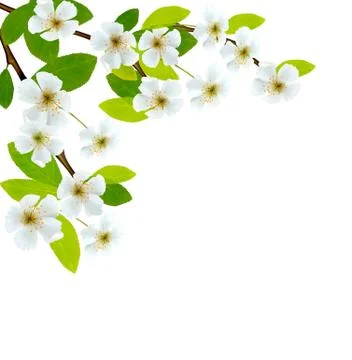 Blossoming tree brunch with spring flowers. Vector illustration. Stock Illustration