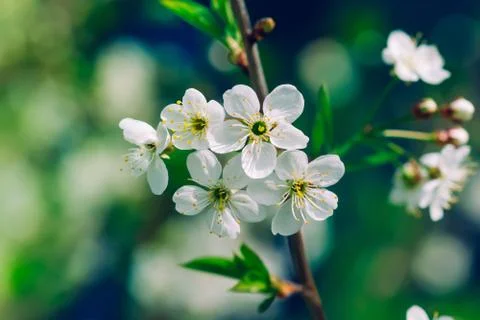 Blossoming tree brunch with white apple or cherry flowers Stock Photos