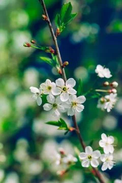 Blossoming tree brunch with white apple or cherry flowers Stock Photos