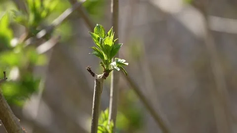 Blossoming tree buds leaves develop in the wind. Spring. Flowering plants and Video stock 201414665