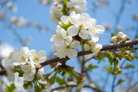 	The blossoming tree of a cherry Stock Photos