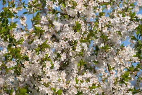 Blossoming tree of a cherry Stock Photos