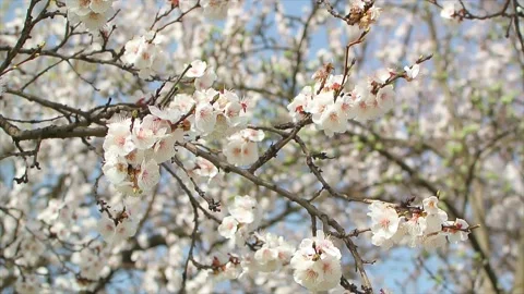 Blossoming tree close up at sunny day next to blue sky with bees Stock Footage 183369449