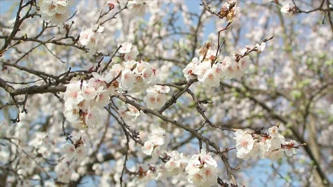 Blossoming tree close up at sunny day next to blue sky with bees Stock Footage 183371747