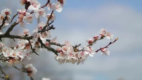 Blossoming tree close up at sunny day next to blue sky with bees Stock Footage 183387602