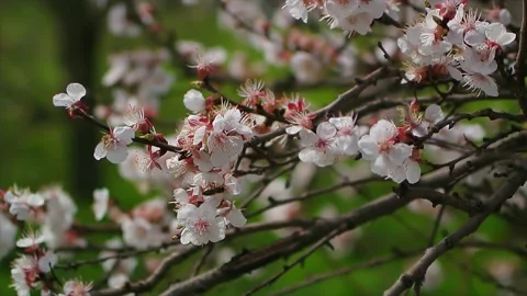 Blossoming tree close up at sunny day next to blue sky with bees Stock Footage 183457445