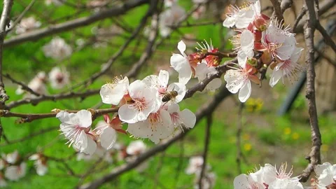 Blossoming tree close up at sunny day next to blue sky with bees Stock Footage 183459873