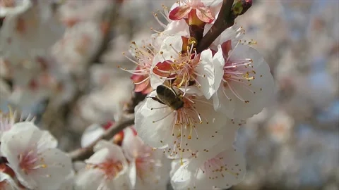 Blossoming tree close up at sunny day next to blue sky with bees Stock Footage 183464262