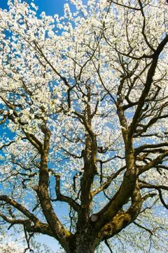 Blossoming tree crown Stock Photos