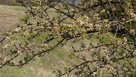 A blossoming tree with delicate white and pink flowers stands in a green Vídeo Stock 303766865