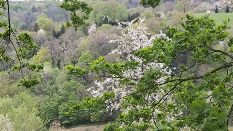 Blossoming tree with falling petals on the wind in springtime landscape Stock Footage 308564749