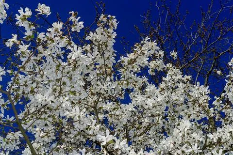 Blossoming tree with flowers Foto stock