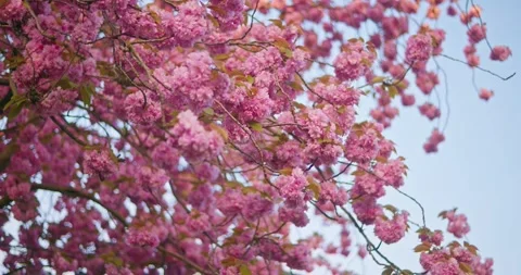 Blossoming tree flowers plants in the spring season in Europe 動画素材 332909913