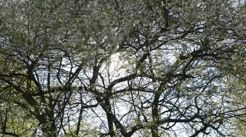 Blossoming tree Video stock 37544532