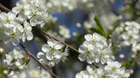 Blossoming  tree 스톡 동영상 38044902