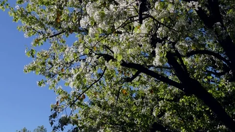 Blossoming Tree Video stock 78079957