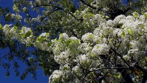 Blossoming Tree Stock Footage 78081809