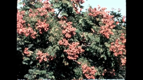 Blossoming Tree Stock Footage 276290409