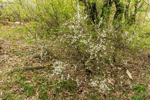 A blossoming tree grows in the park. Stock Photos