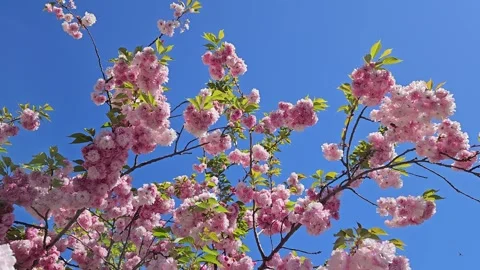 Blossoming tree of japanese cherry (sakura) on blue sky background Stock Footage 329032033