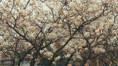 Blossoming Tree at the Park by Lake in Spring - Heckscher Park Huntington NY Stock Footage 308337411
