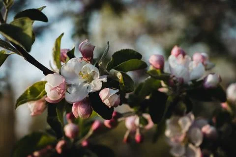 Blossoming tree in the park Stock Photos