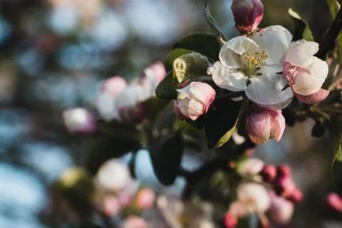 Blossoming tree in the park Stock Photos