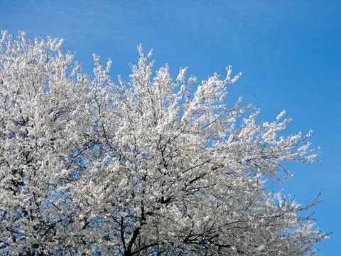 Blossoming tree Stock Photos