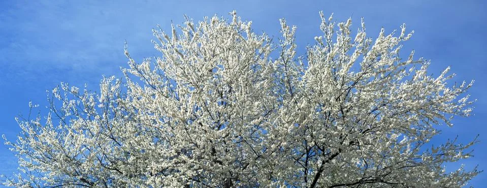 Blossoming tree Stock Photos
