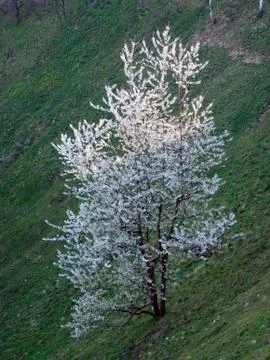 Blossoming tree Stock Photos