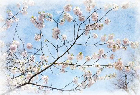 Blossoming Tree Photos
