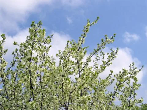 Blossoming tree Stock Photos
