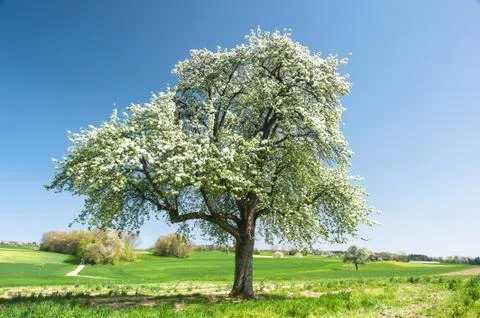Blossoming tree Foto stock