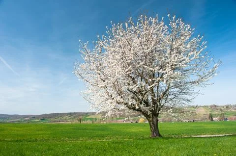 Blossoming tree Stock Photos