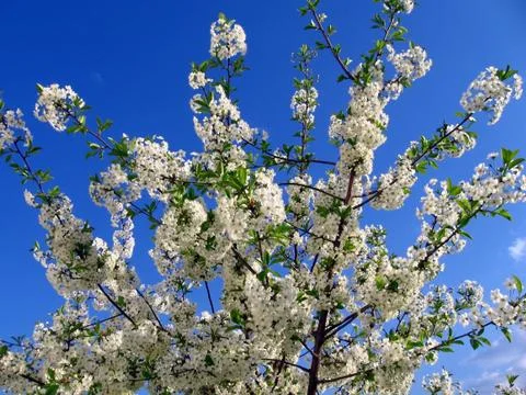 Blossoming tree Stock Photos