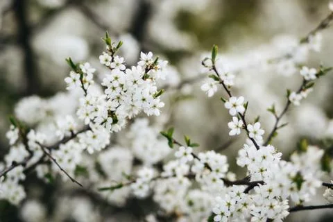Blossoming tree Stock Photos