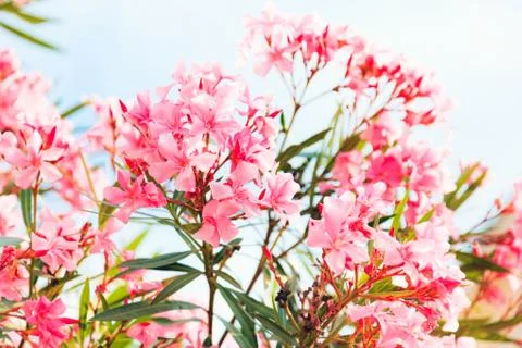 Blossoming Tree Stock Photos