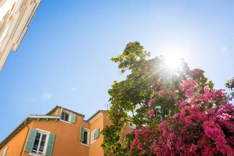 Blossoming Tree Stock Photos