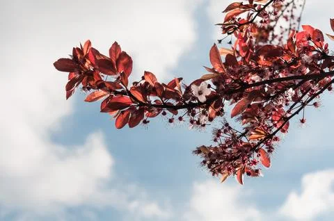 Blossoming tree Stock Photos