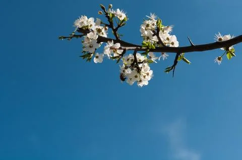 Blossoming tree Stock Photos