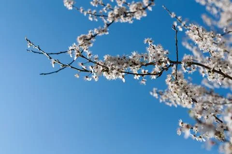 Blossoming tree Stock Photos