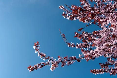 Blossoming tree Stock Photos