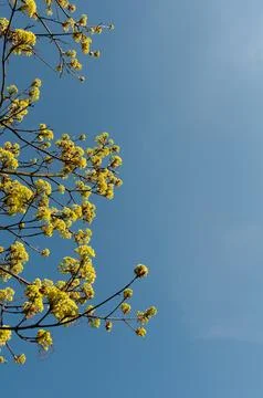 Blossoming tree Stock Photos