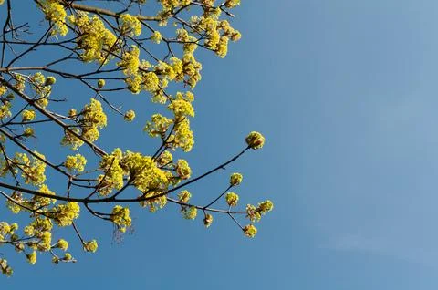 Blossoming tree Stock Photos